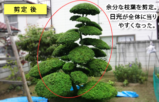 植木庭木手入れ・剪定後